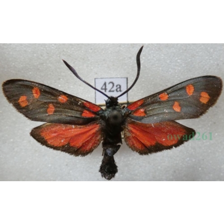 Zygaena transalpina (Esper, 1780) Kraśnik transalpejski Deutschland42a